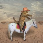 Sponsorship Politics: How to Manage Regional Management