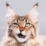 Herding Cats: Getting Your Regions to Deliver a National Sponsorship